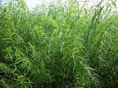 临沧杞柳种植基地供应量9吨图8