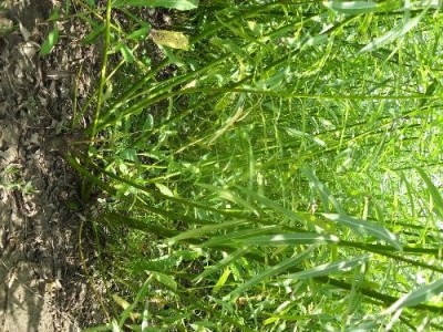 临沧杞柳种植基地供应量9吨图3
