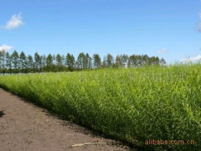 临沧杞柳种植基地供应量9吨图7