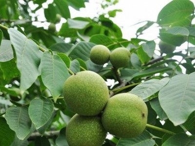 临沧核桃种植基地供应量9吨