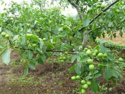 临沧核桃种植基地供应量9吨图2