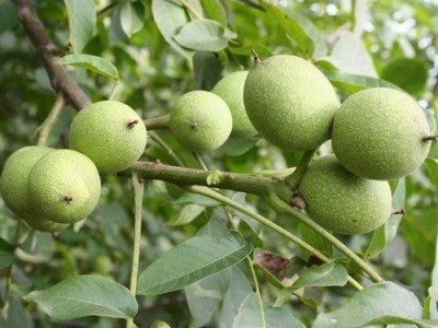 临沧核桃种植基地供应量9吨图5