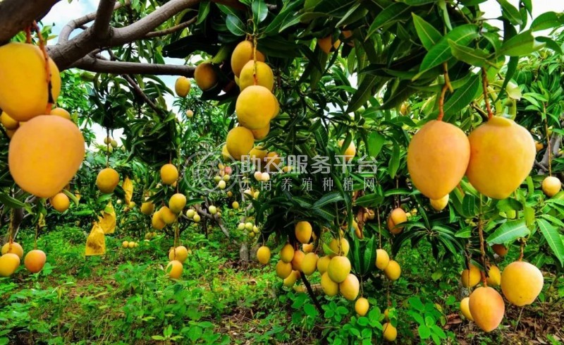 曲靖陆良县召夸红兴芒果基地 500亩图1