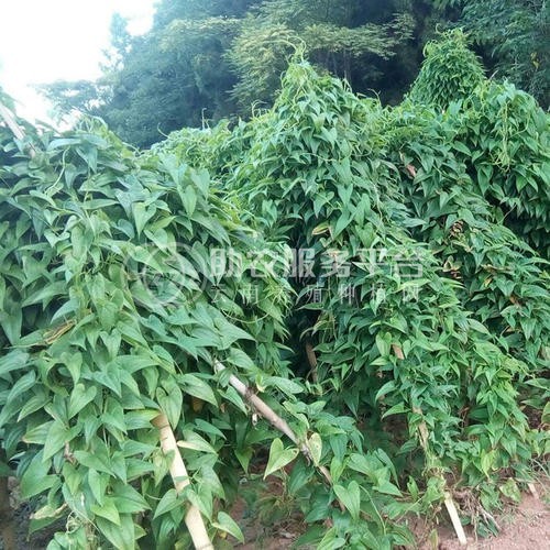 楚雄山药种植基地供应10吨图1
