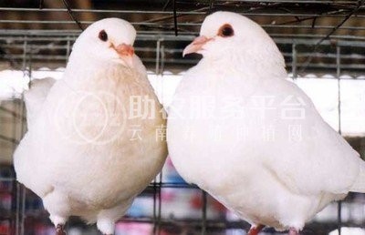 曲靖陆良县鸽子养殖中心 3500只图1