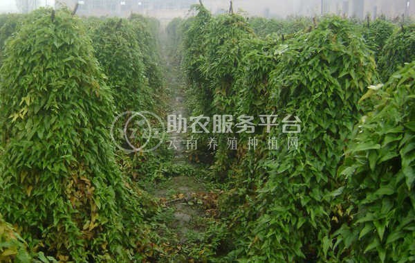 楚雄山药种植基地供应10吨图2