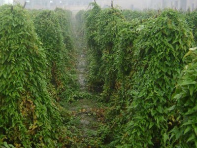 楚雄山药种植基地供应10吨图2