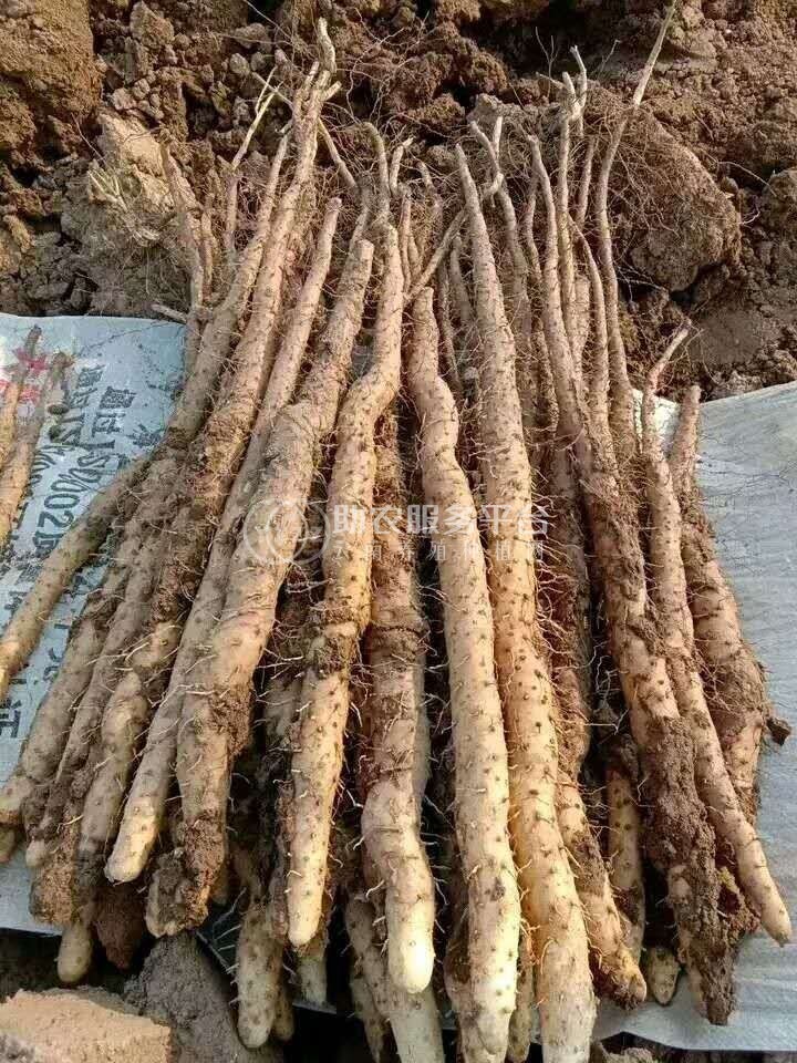 楚雄山药种植基地供应10吨图3