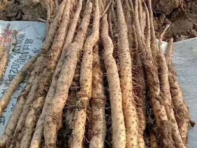 楚雄山药种植基地供应10吨图3
