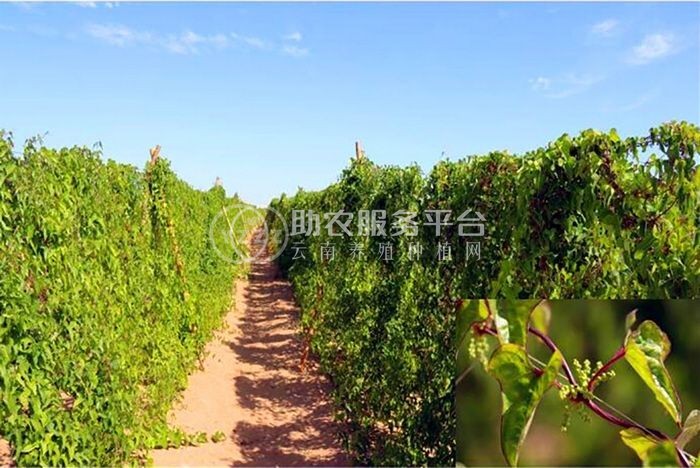 楚雄山药种植基地供应10吨图4