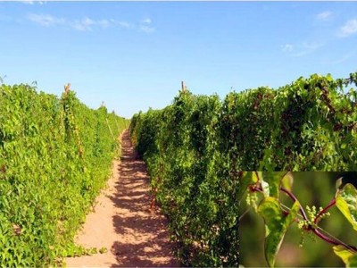 楚雄山药种植基地供应10吨图4