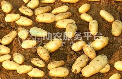 临沧马铃薯种植基地供应量60吨图1