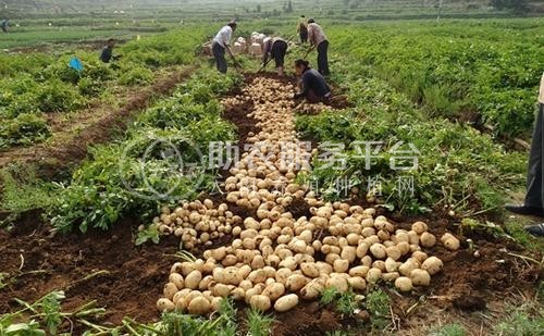 临沧马铃薯种植基地供应量60吨图4