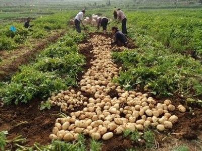 临沧马铃薯种植基地供应量60吨图4