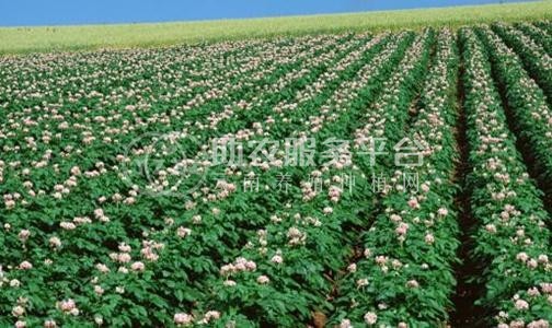 临沧马铃薯种植基地供应量60吨图7