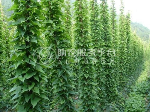 楚雄山药种植基地供应10吨图5
