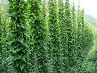 楚雄山药种植基地供应10吨图5