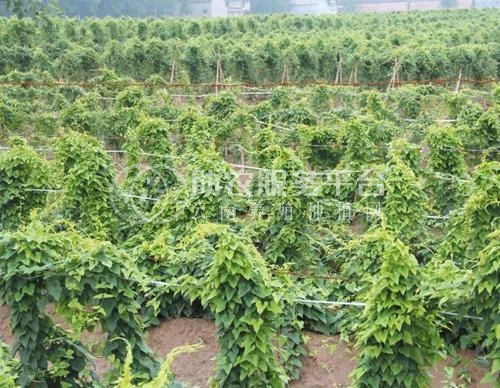 楚雄山药种植基地供应10吨图6