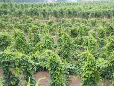楚雄山药种植基地供应10吨图6
