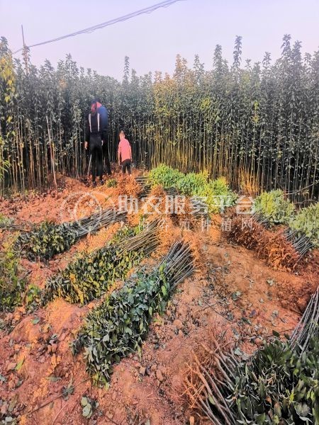 丽江吾鑫苹果种植基地供应50吨图2