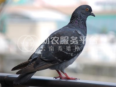曲靖陆良县鸽子养殖中心 3500只图9