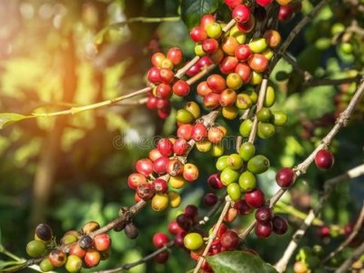 临沧咖啡种植基地供应量10吨图4