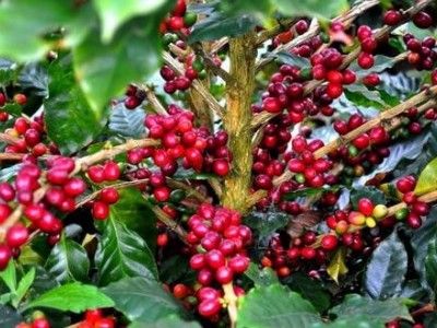 临沧咖啡种植基地供应量10吨图5