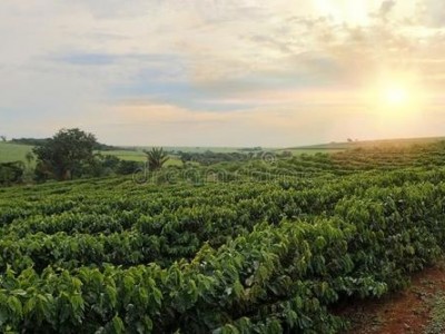 临沧咖啡种植基地供应量10吨图2