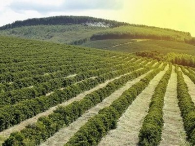 临沧咖啡种植基地供应量10吨图7