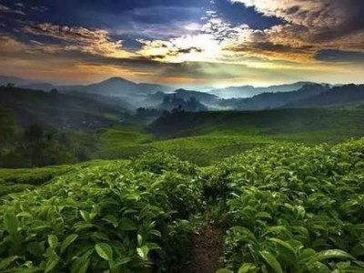 临沧咖啡种植基地供应量10吨图6