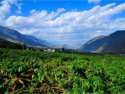 临沧咖啡种植基地供应量10吨图8