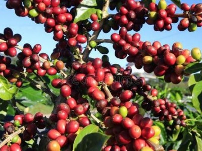 临沧咖啡种植基地供应量10吨图9