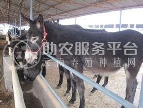 曲靖宣威市红呗毛驴养殖场 供应量1000头图2