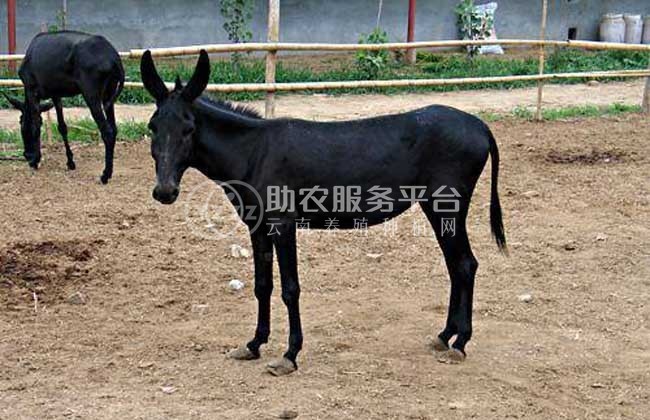 曲靖宣威市红呗毛驴养殖场 供应量1000头图8