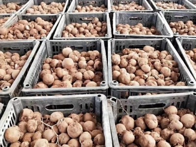 临沧魔芋种植基地供应量10吨图5