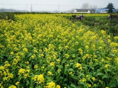 临沧油菜种植基地供应量8吨图3