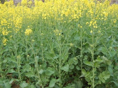 临沧油菜种植基地供应量8吨图2