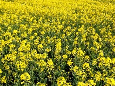 临沧油菜种植基地供应量8吨图8