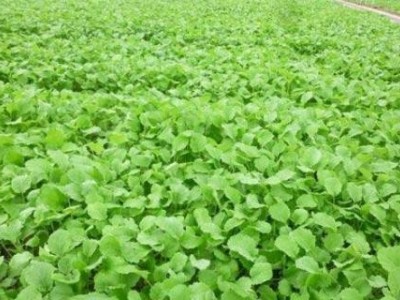 临沧油菜种植基地供应量8吨图7