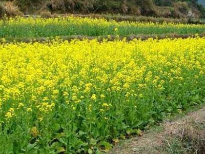 临沧油菜种植基地供应量8吨图5