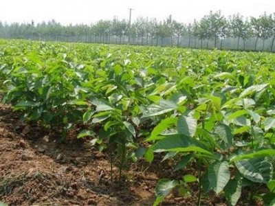 德宏核桃种植基地供应量30吨图4