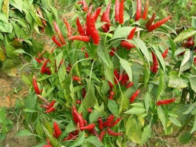 德宏中草药种植基地供应量8吨图8