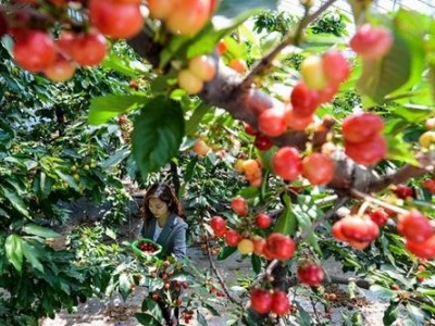 德宏樱桃种植基地供应量30吨图6