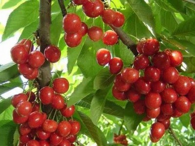 德宏樱桃种植基地供应量30吨图3