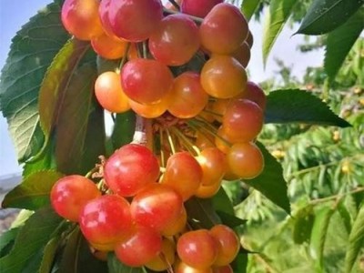 德宏樱桃种植基地供应量30吨图5