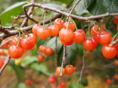 德宏樱桃种植基地供应量30吨图8