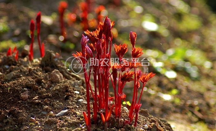 楚雄白芍种植基地供应5吨图1