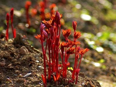 楚雄白芍种植基地供应5吨