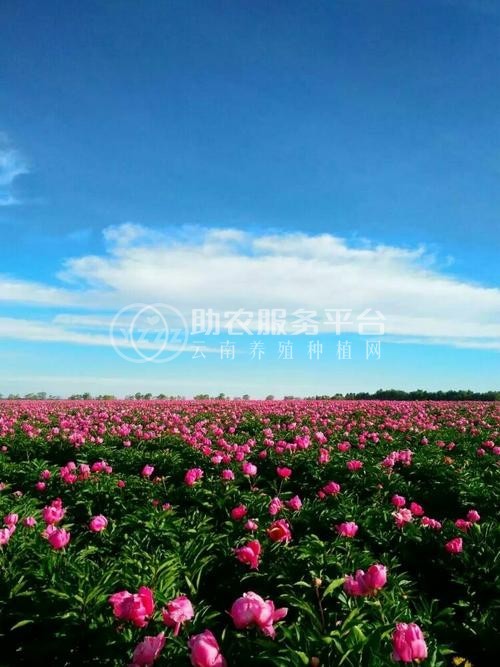 楚雄白芍种植基地供应5吨图2