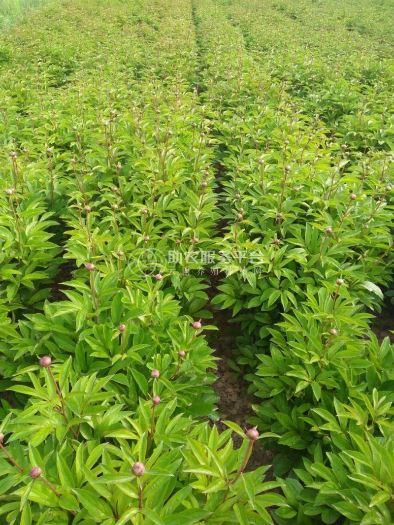 楚雄白芍种植基地供应5吨图3
